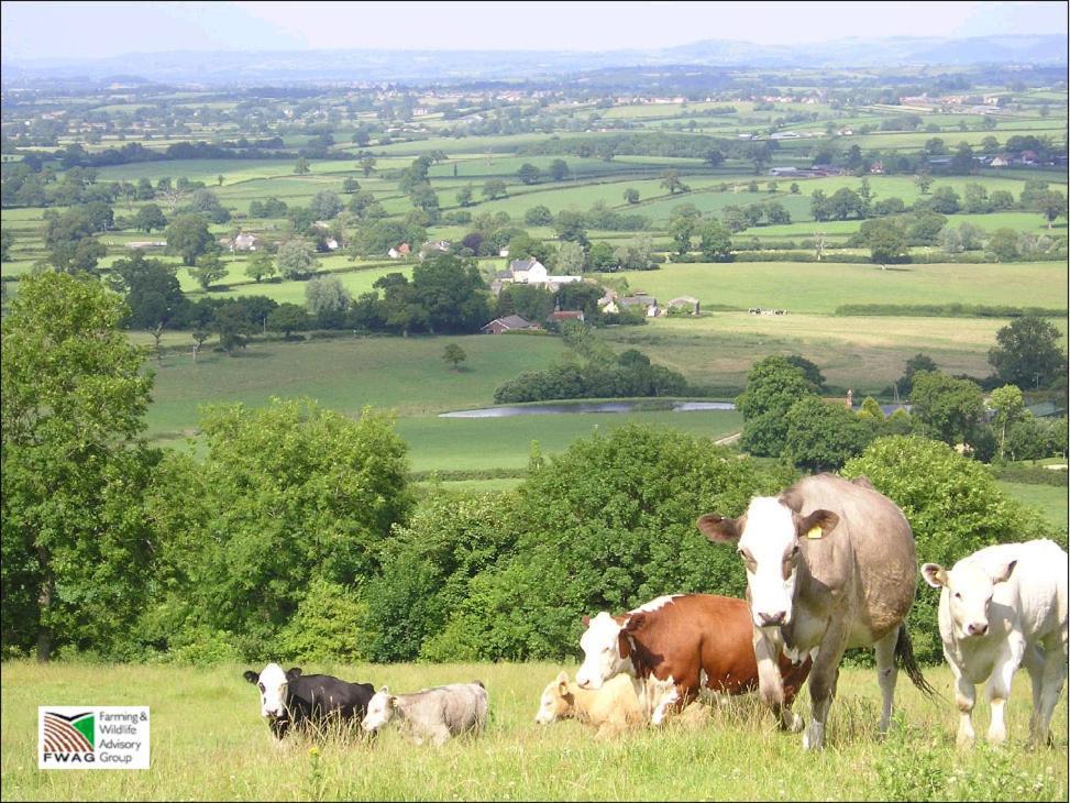 Whiteways Farmhouse Buckland Newton 외부 사진
